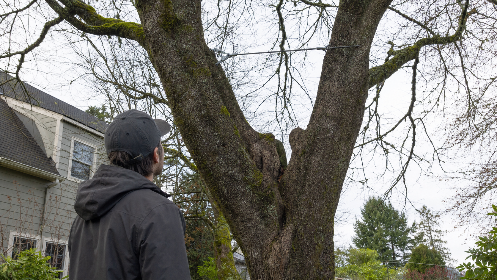 Can Tree Cabling and Bracing Save a Split or Weak Tree?