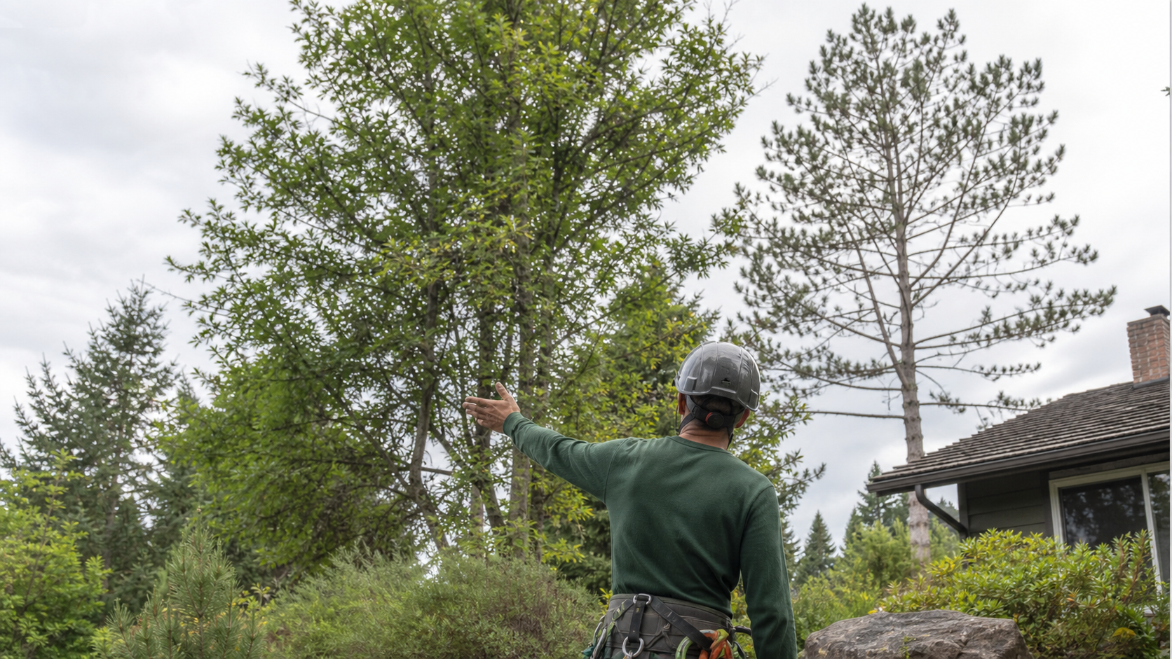 Can You Prune a Tree Too Much?