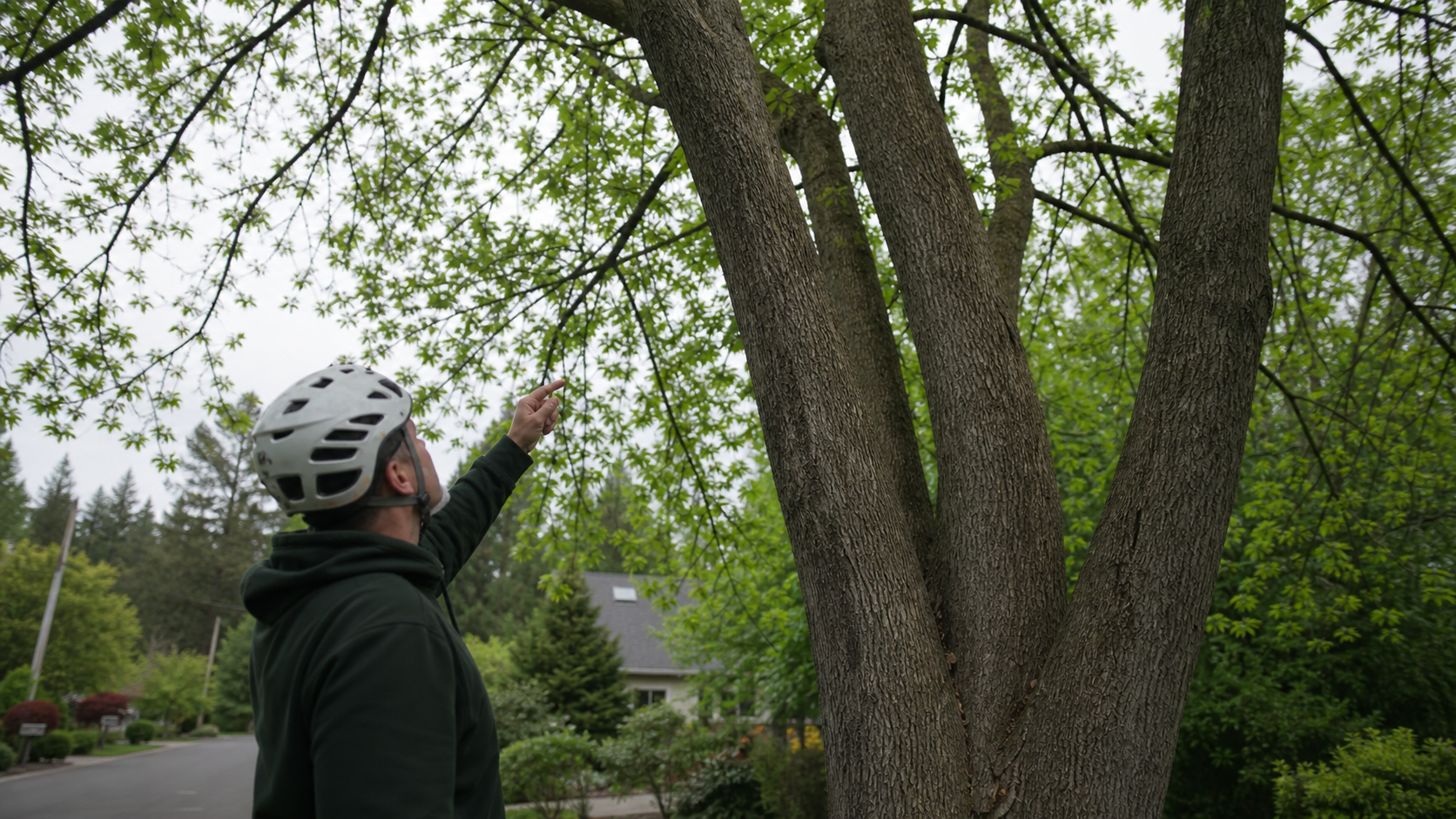 Should I Remove an Ash Tree Before Emerald Ash Borer Reaches It in Eugene?