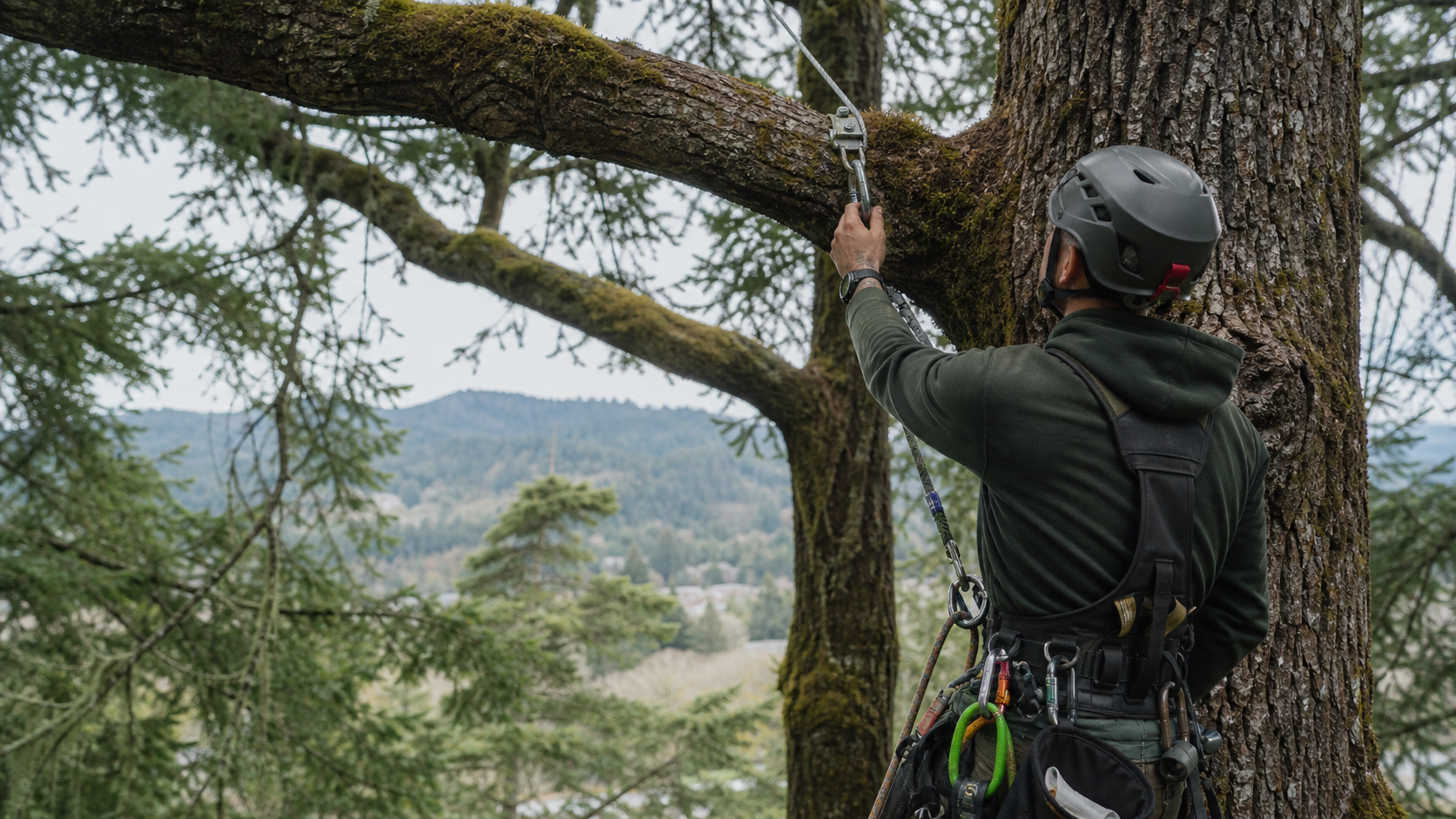 How Often Should Tree Cables and Braces Be Inspected or Replaced in Eugene?