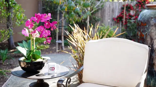 The DarrenDaily garden set: an open chair, an orchid, and a DarrenDaily mug in the morning light