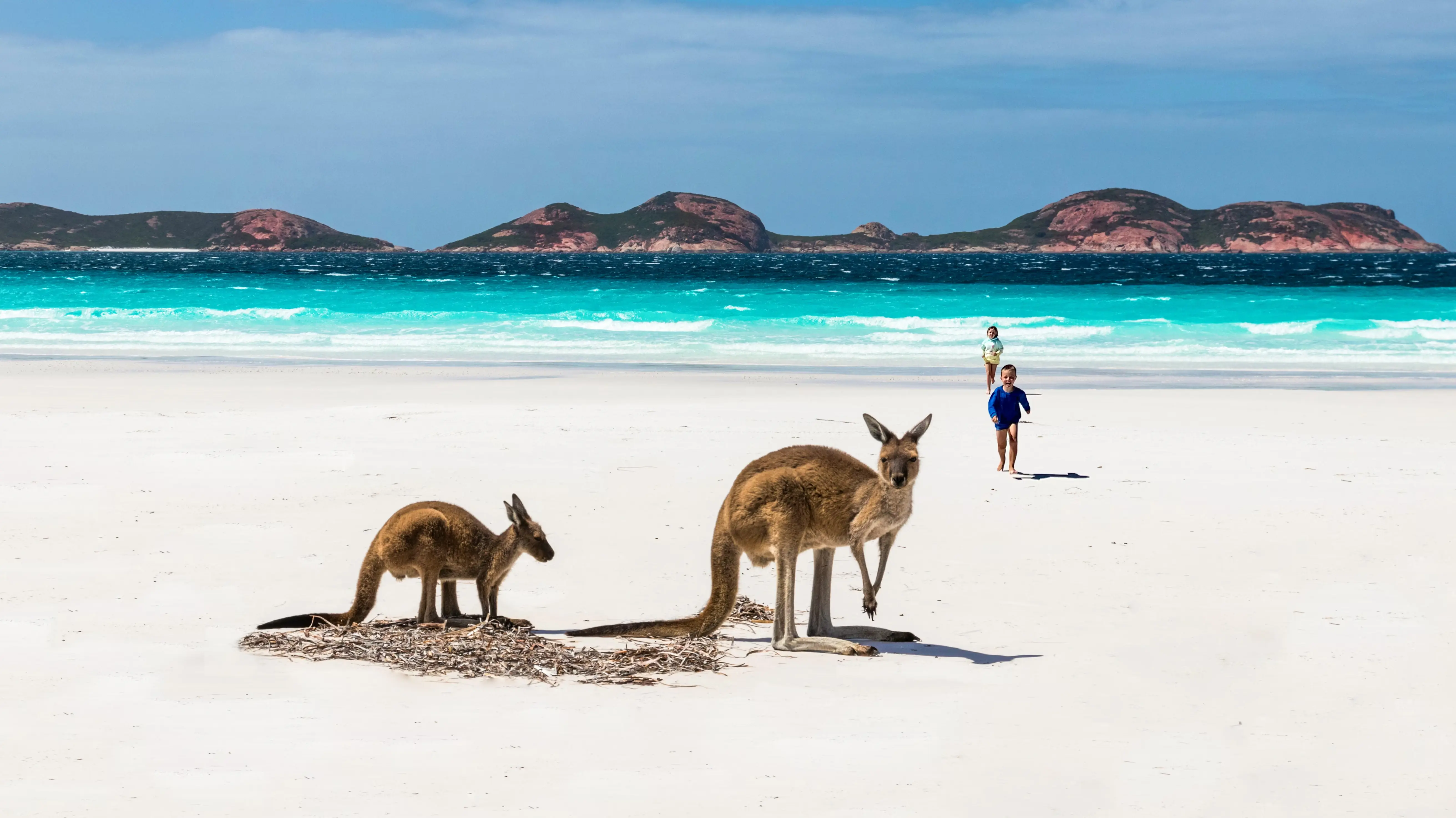 Two kangaroos on a beach and children in the background