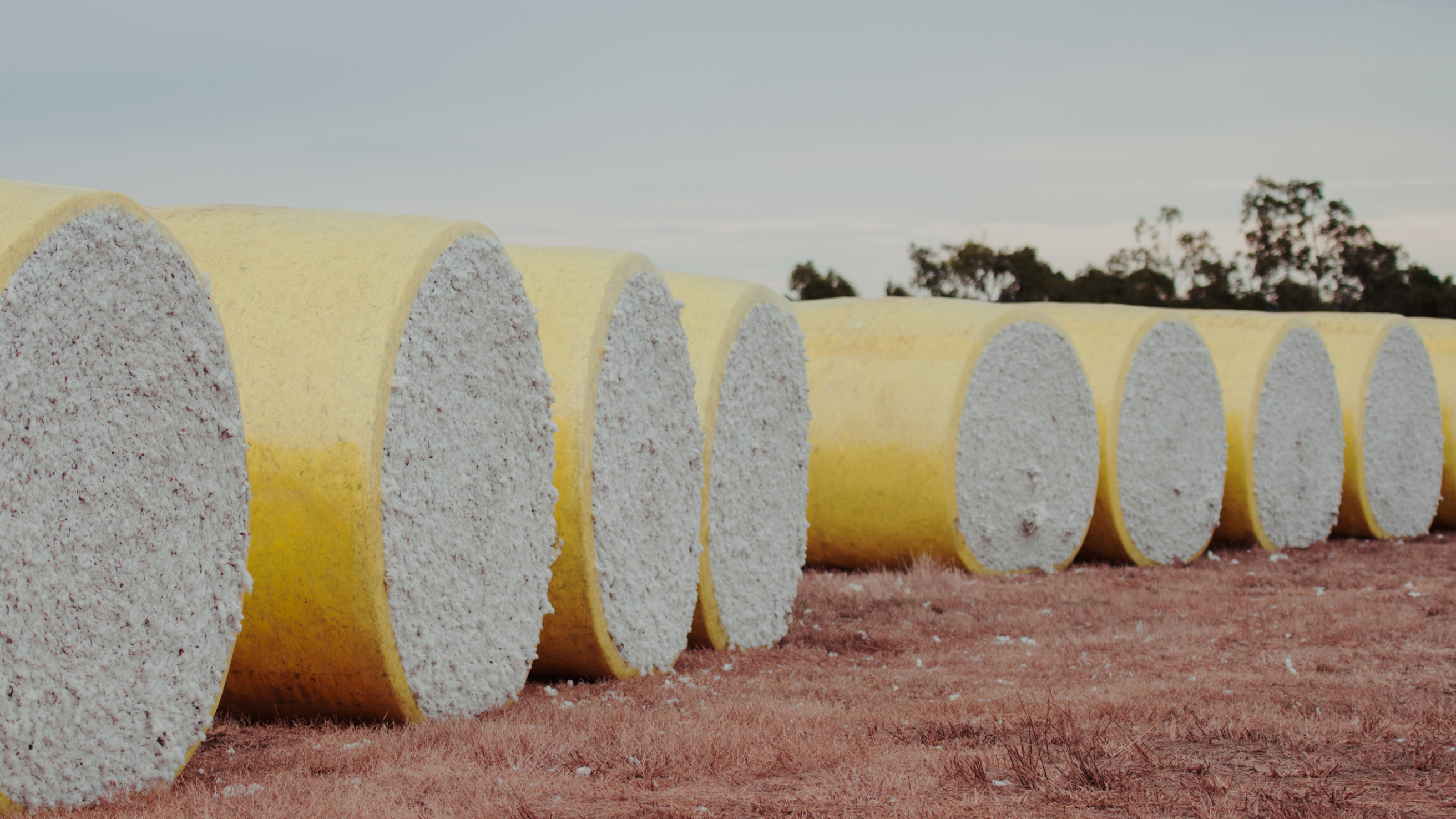 Large yellow-wrapped cotton bales lined up on a dry field with trees in the background.