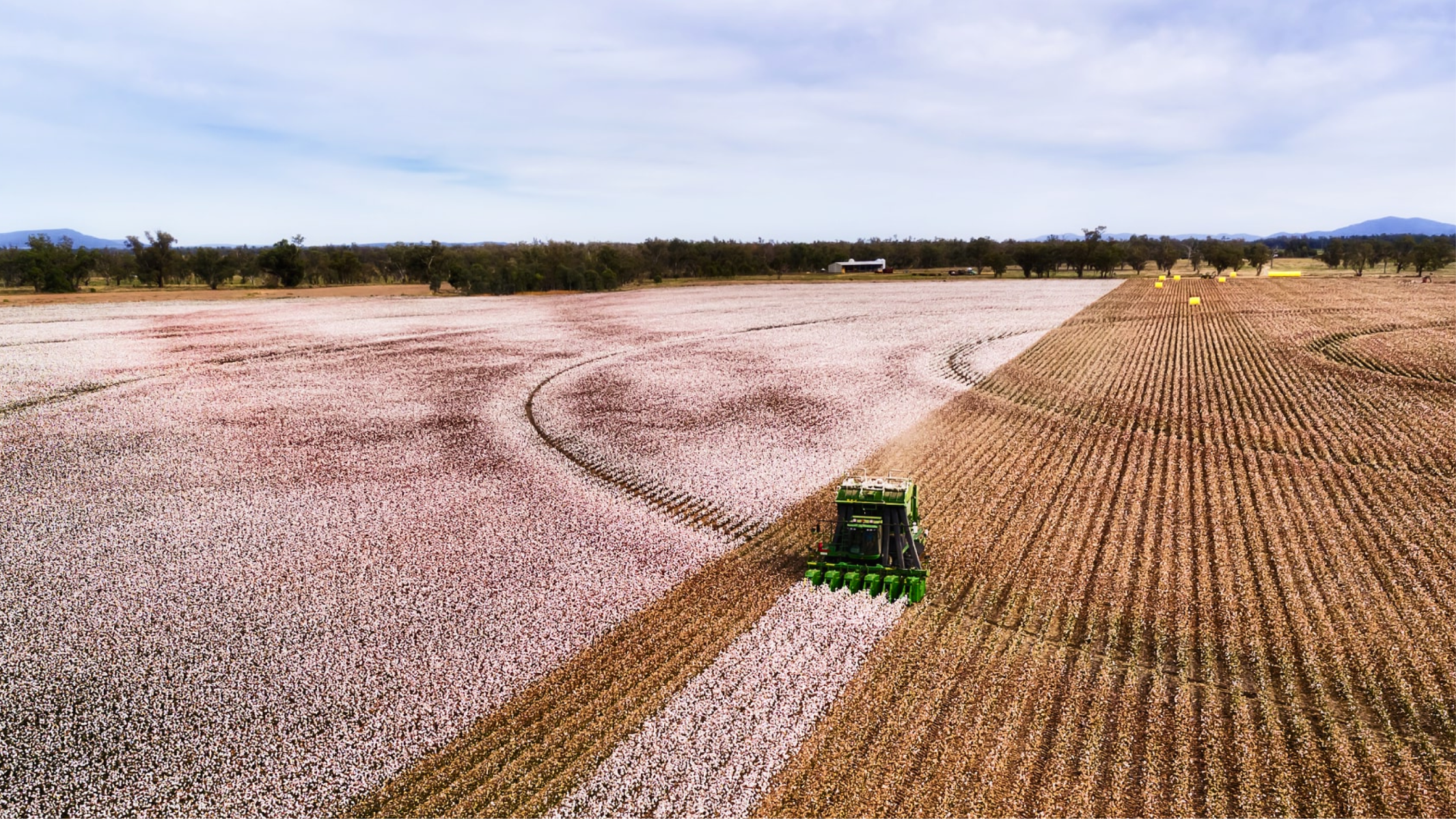 Cotton harvester working through a field of open cotton bolls