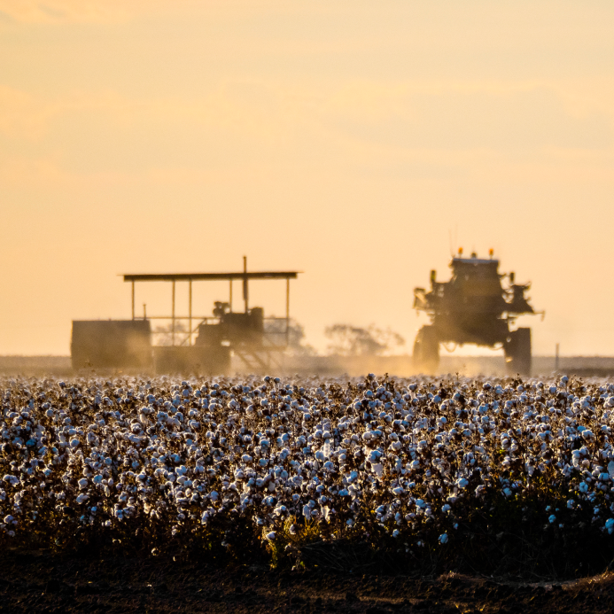 Aerial view of cotton fields and farm tracks