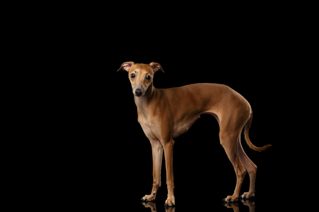 Let's make microchips count