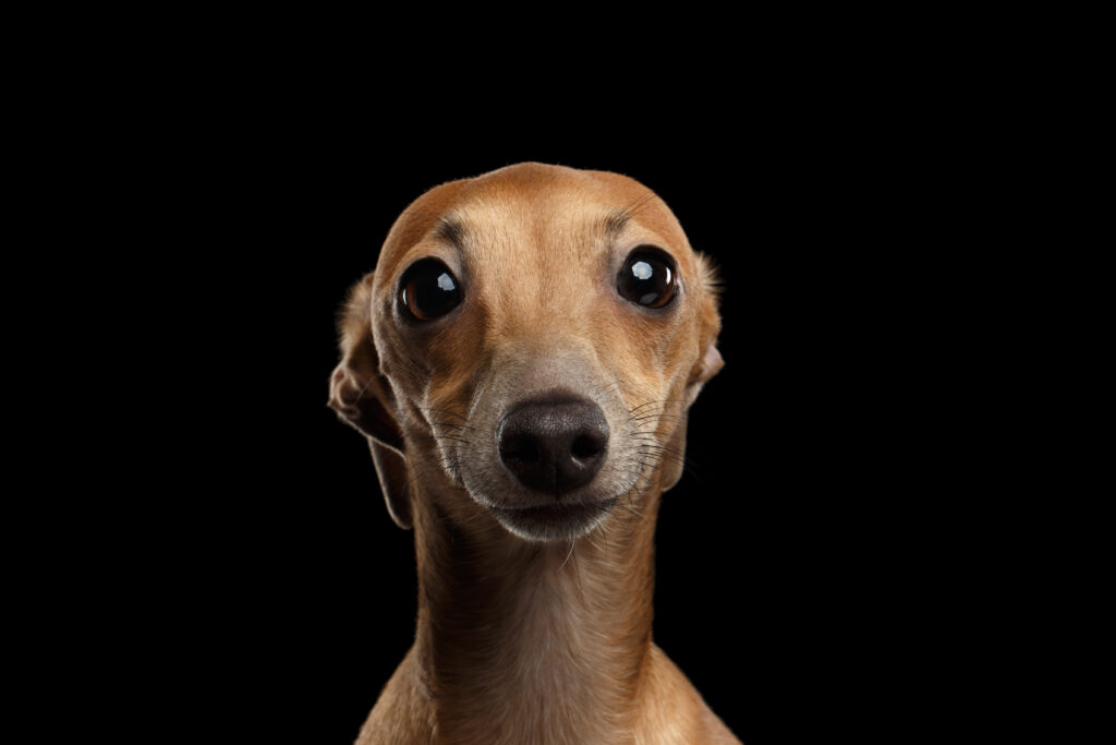 will my microchip get me home?
