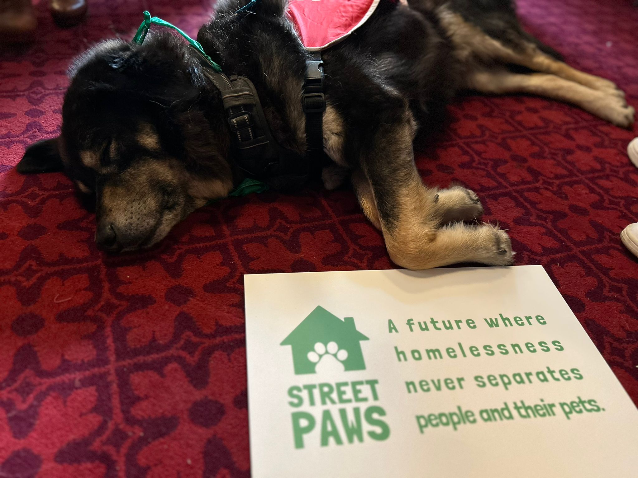 Dog at the Parliament event beside Street Paws sign