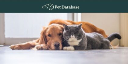 A cat and dog lay on the floor and cuddle side-by-side 