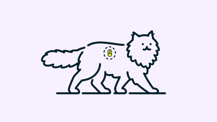 A long-haired cat walking across a plain floor, with a small microchip shown between its shoulder blades.