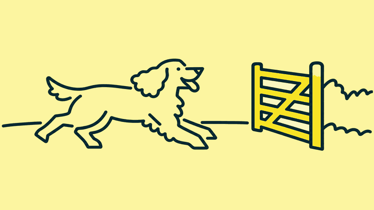 A cocker spaniel runs across a field towards an open five-bar gate.