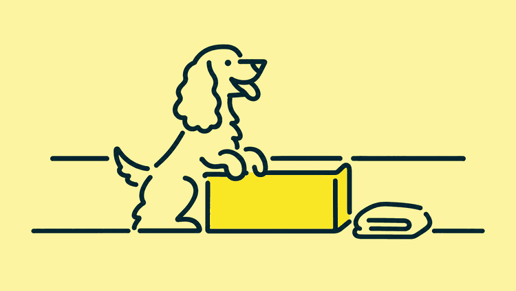 A small cocker spaniel puppy sits up on its back legs with its front paws over the edge of a low whelping box in a quiet front room.