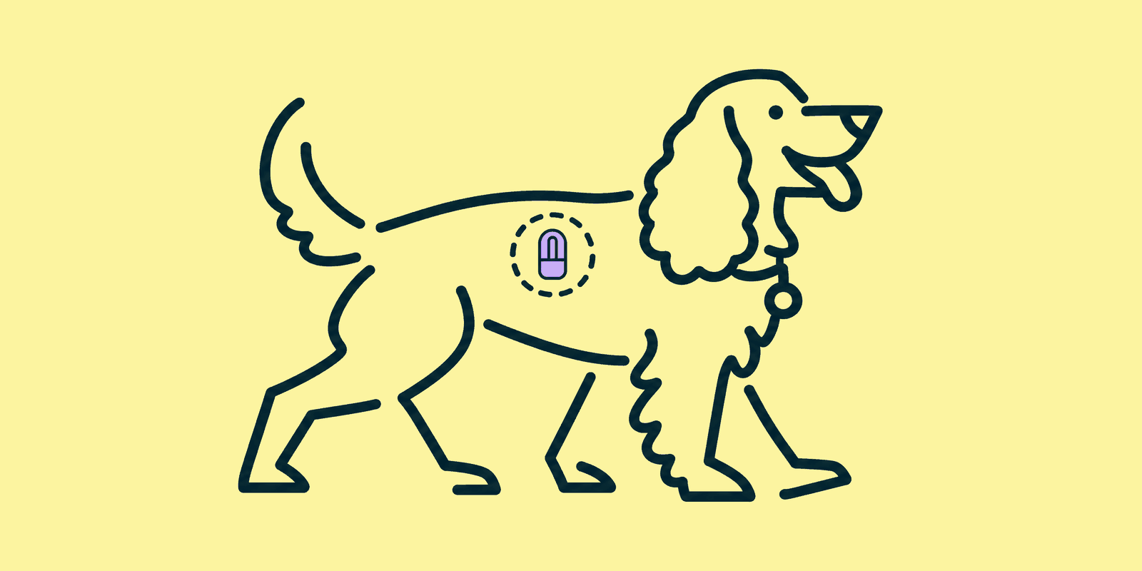 A cocker spaniel trots along a garden path wearing a collar with a small round tag, with a microchip shown between its shoulder blades inside a dashed ring.