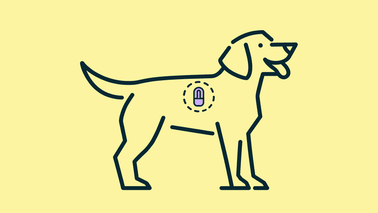 A dog standing side-on with its head up, a small microchip shown inside a dashed circle between its shoulder blades.