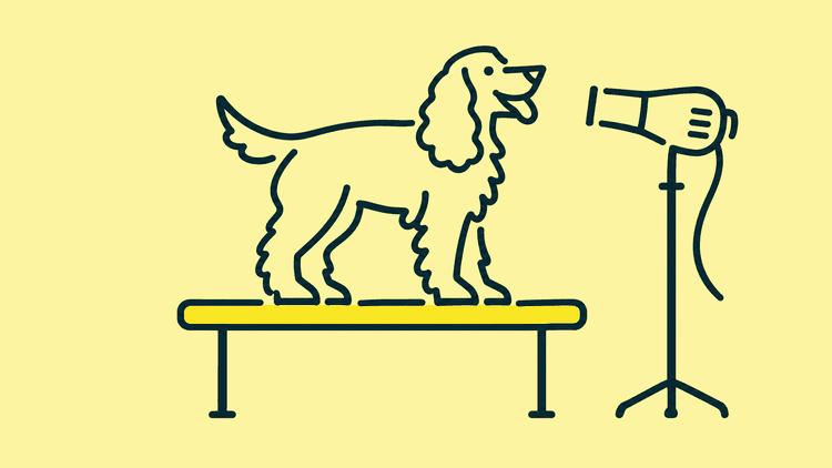 A cocker spaniel stands on a grooming table, looking towards the viewer.
