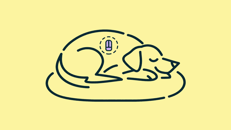 A greyhound lies curled asleep, a small chip marked between its shoulders.