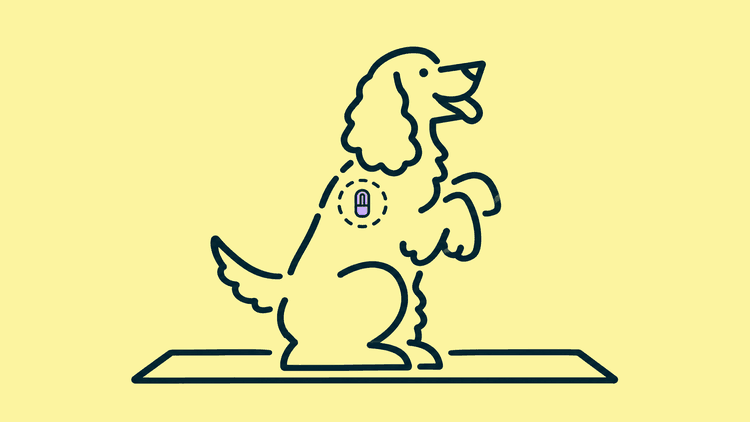 A cocker spaniel sits up on a vet's mat, a small chip marked between its shoulders.