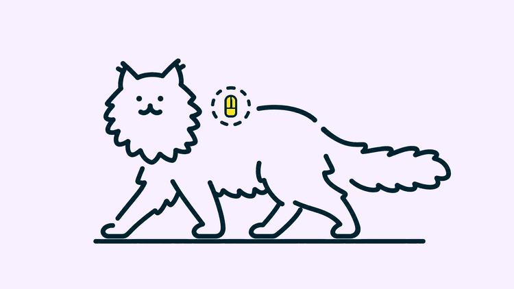 A long-haired cat walks along with a small chip marked between its shoulder blades.