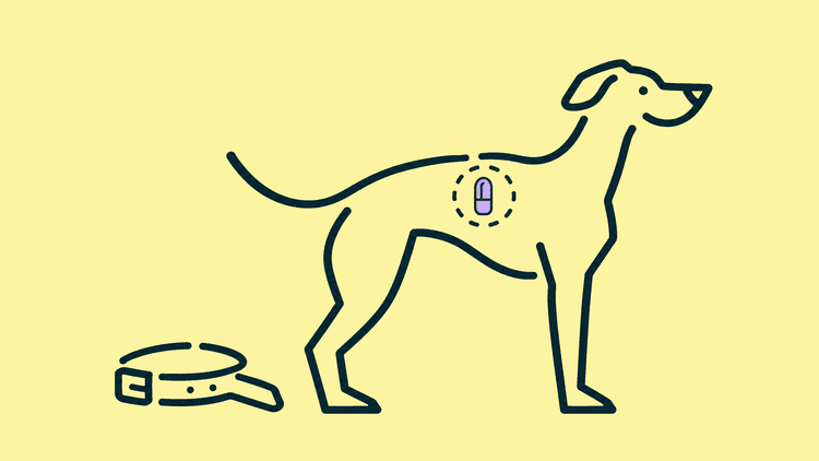 A greyhound stands beside a collar lying on the ground, with a small chip shown between its shoulder blades.