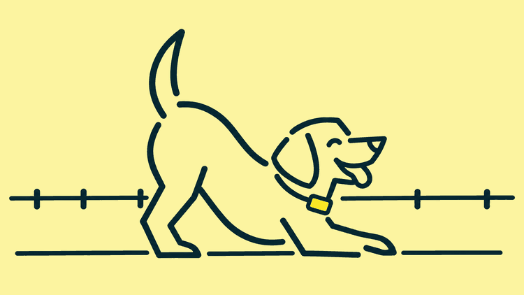 A dog in a play bow wearing a collar with a small boxy tracker device clipped to it.