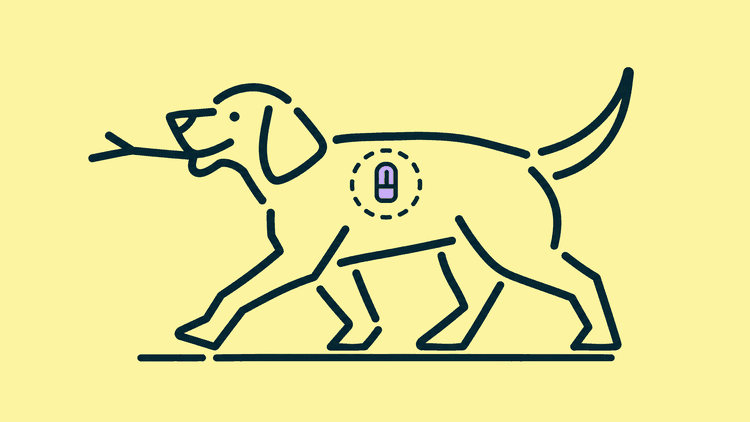 A dog trots along carrying a stick, with a small chip shown between its shoulder blades inside a dashed circle.