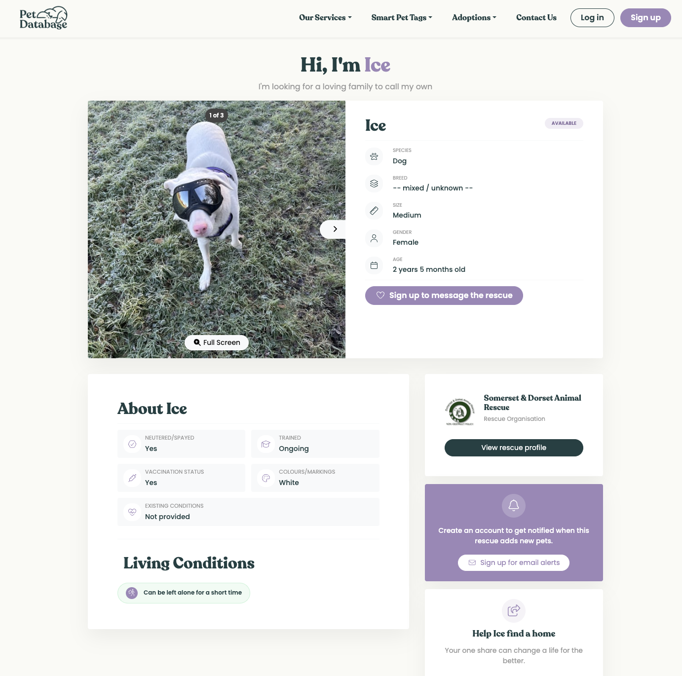 Example rescue pet profile on Pet Database