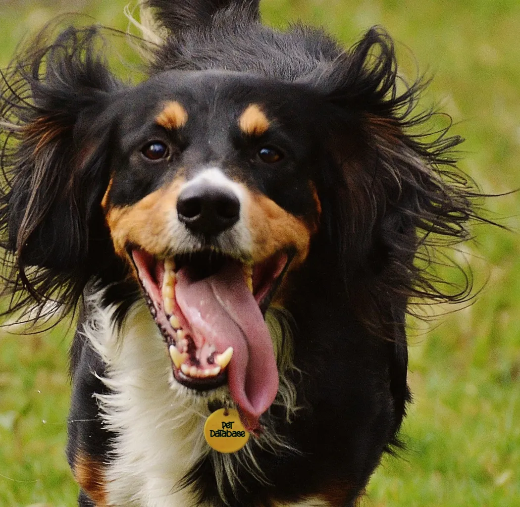 Close-up of a happy black, tan, and white dog with its tongue out running on grass.