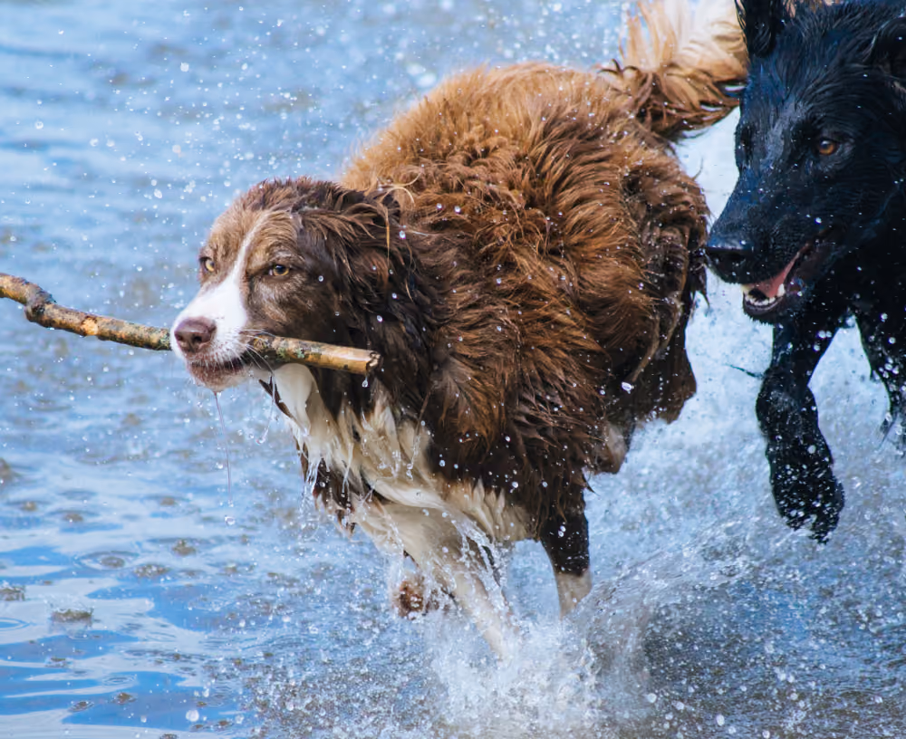 Brown and white dog carrying a stick in its mouth while running in water with a black dog beside it.