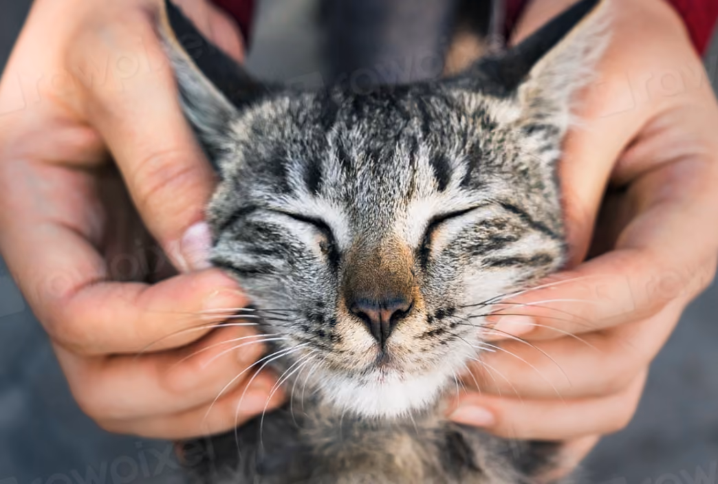 Close-up of a gray tabby cat with eyes closed being gently held by hands on its cheeks.