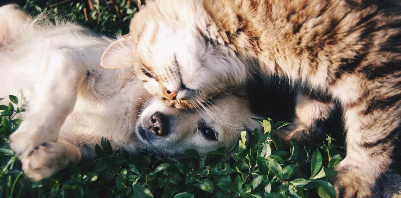 Cat nuzzling the face of a dog lying on grass, showing a tender moment between the two animals.