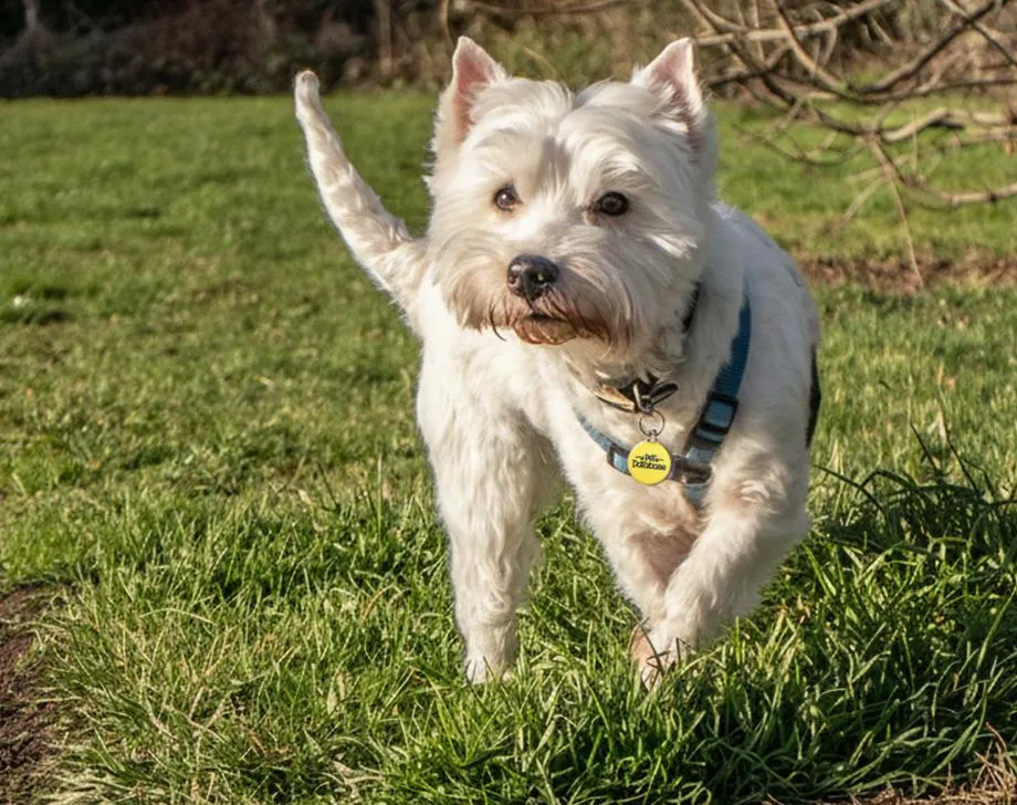 White dog with a blue harness walking on green grass, looking attentively forward.