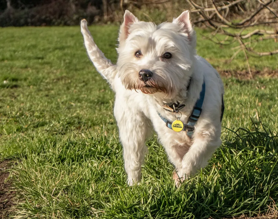 White dog with a blue collar walking on green grass in a park on a sunny day.