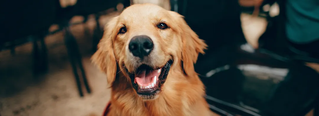 Golden retriever dog with mouth open and tongue slightly out looking at the camera.