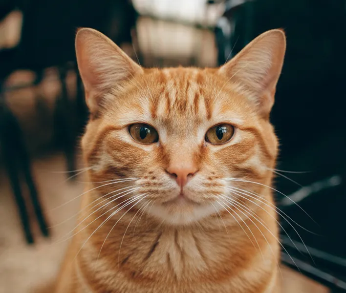 Close-up of an orange tabby cat with distinct stripes and amber eyes looking at the camera.