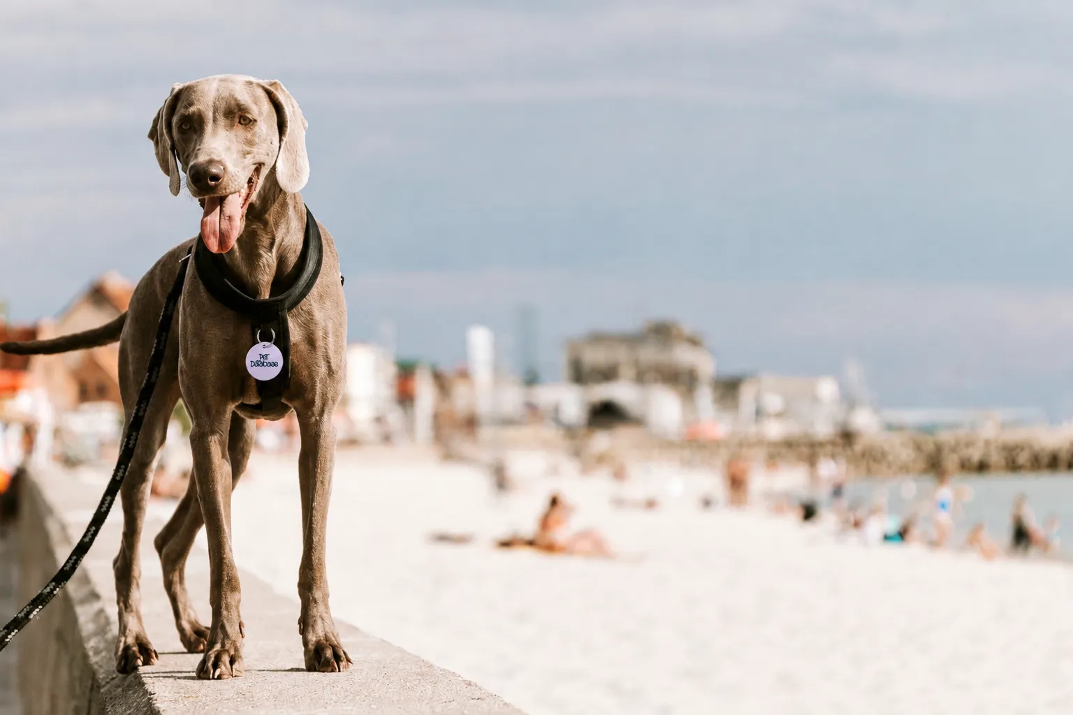 Gray dog with a black harness and tag standing on a ledge near a sandy beach with blurred people.