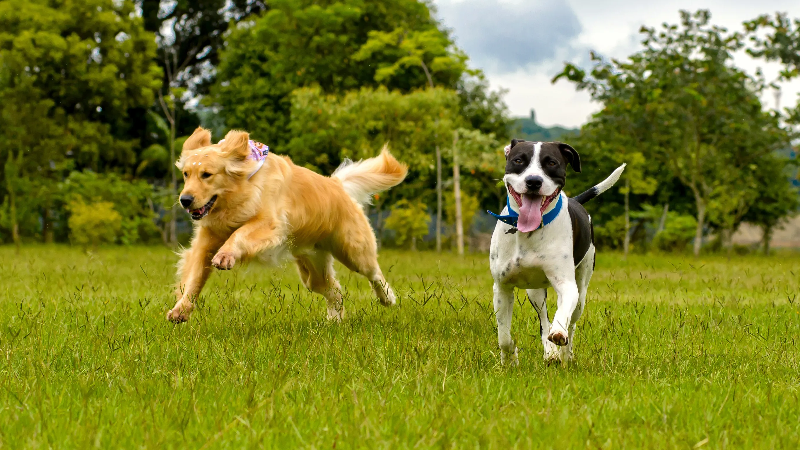 Golden retriever and black-and-white dog running and playing on grassy field with trees in background.