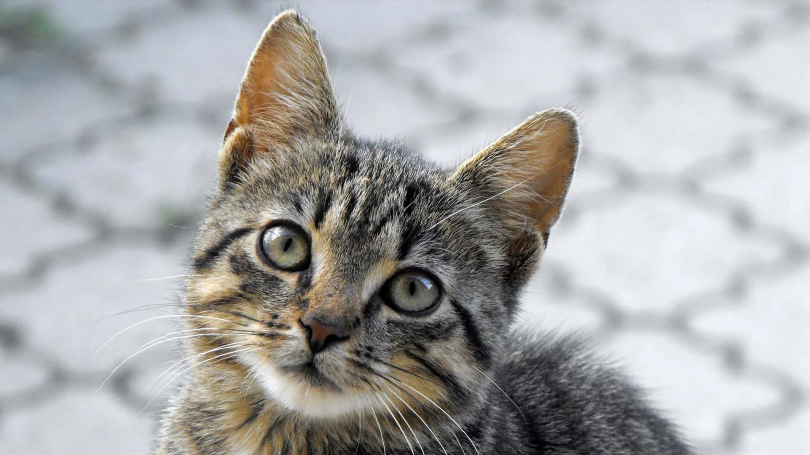 Close-up of a curious tabby kitten with green eyes looking at the camera outdoors.