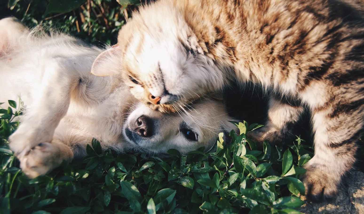 A cat nuzzles its face against a dog's head as they lie close together on green grass.