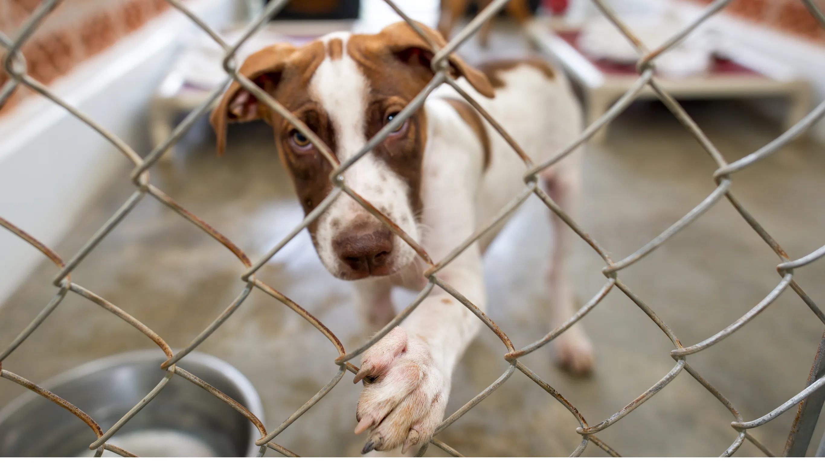 Brown and white dog with paw on chain-link fence inside an animal shelter kennel.