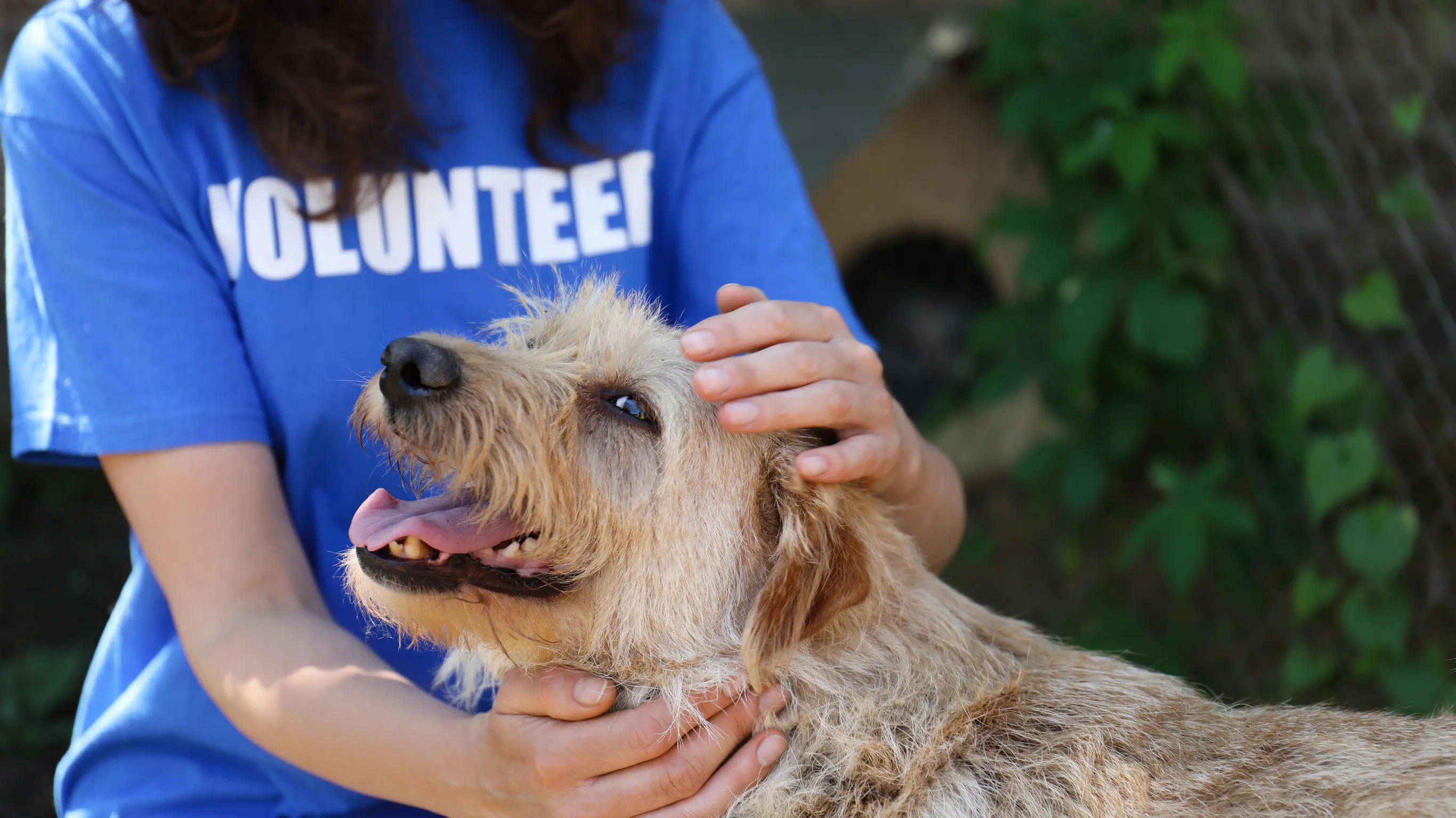 Volunteer in blue shirt gently petting a happy light brown dog outdoors.