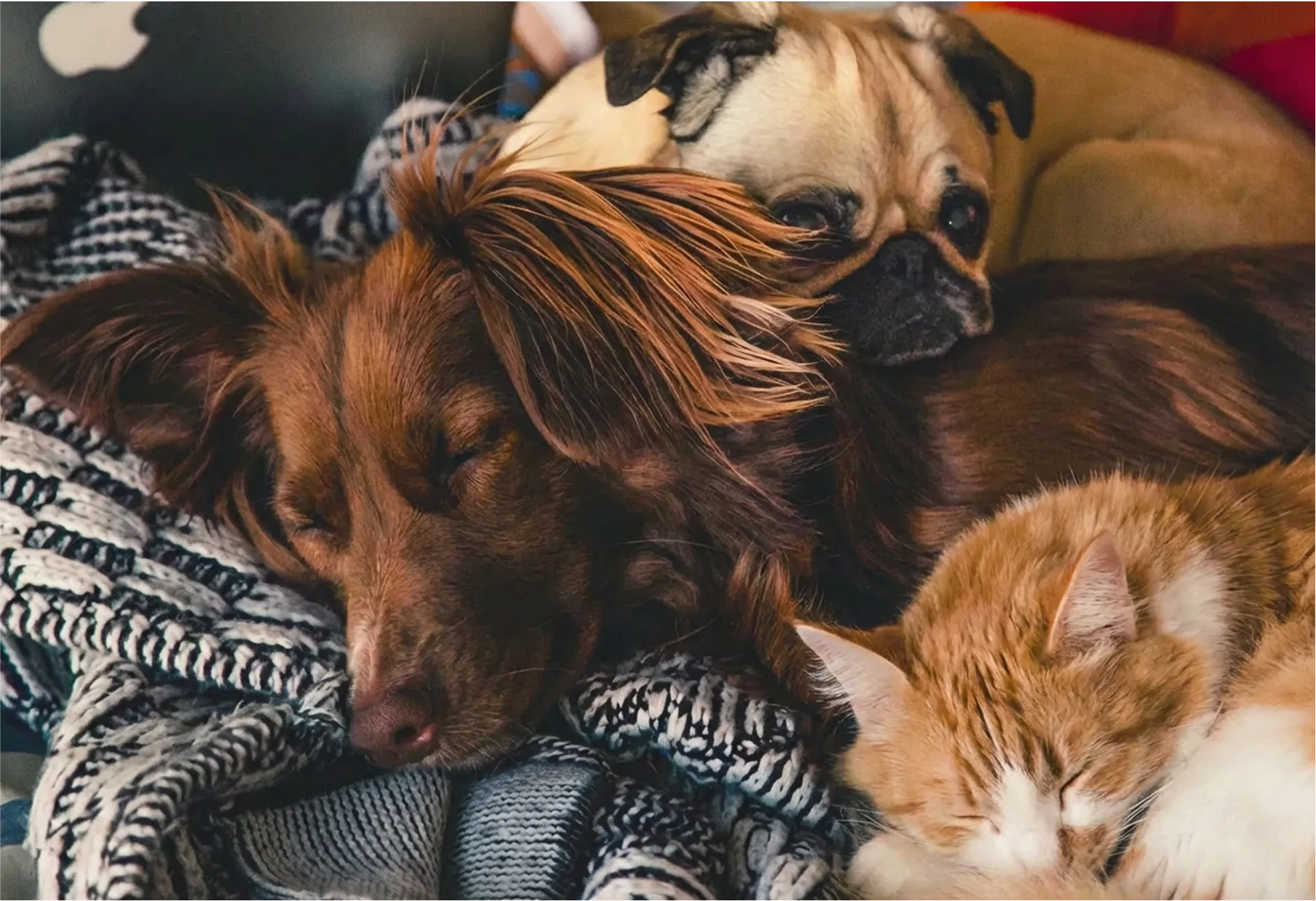 Two dogs and a cat sleeping closely together on a knitted blanket.