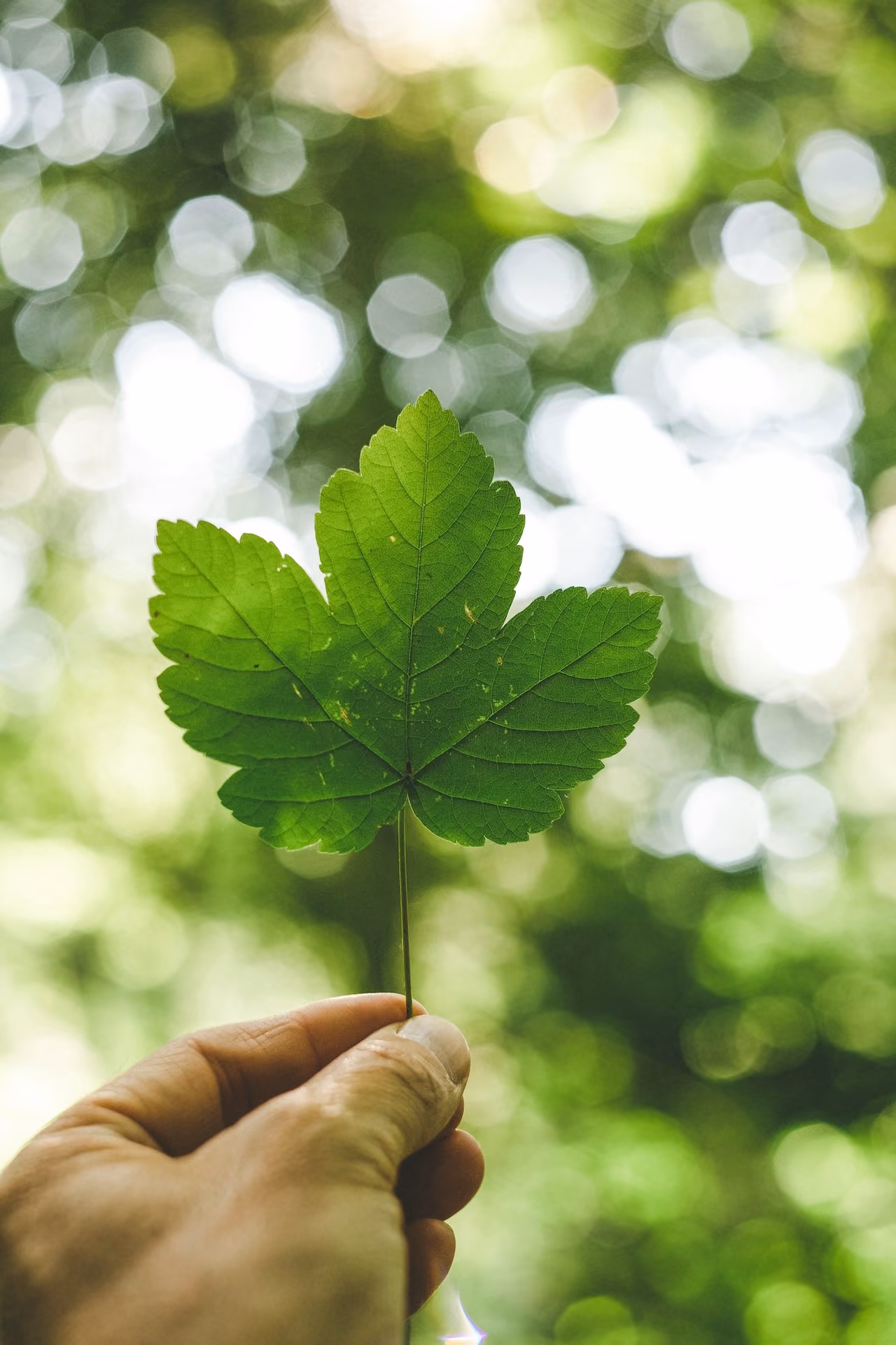 Someone holding a leaf up