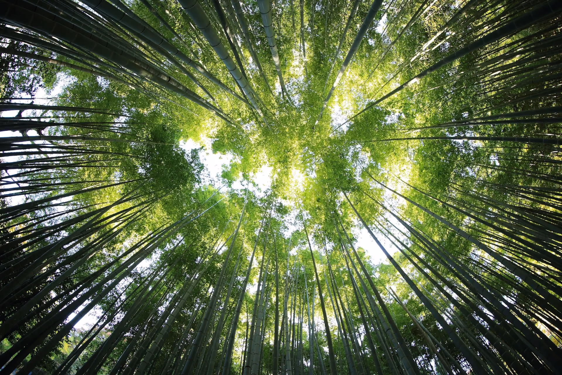 looking up at trees