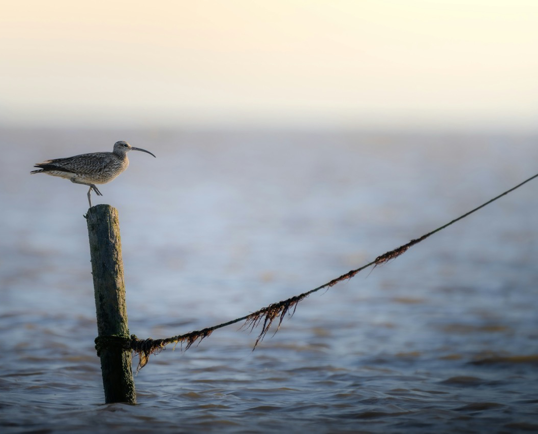 Curlew