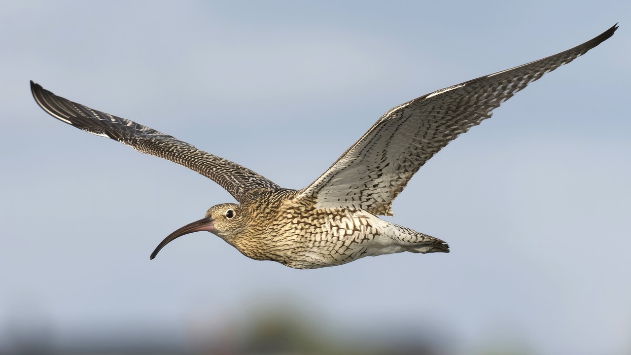 Curlew