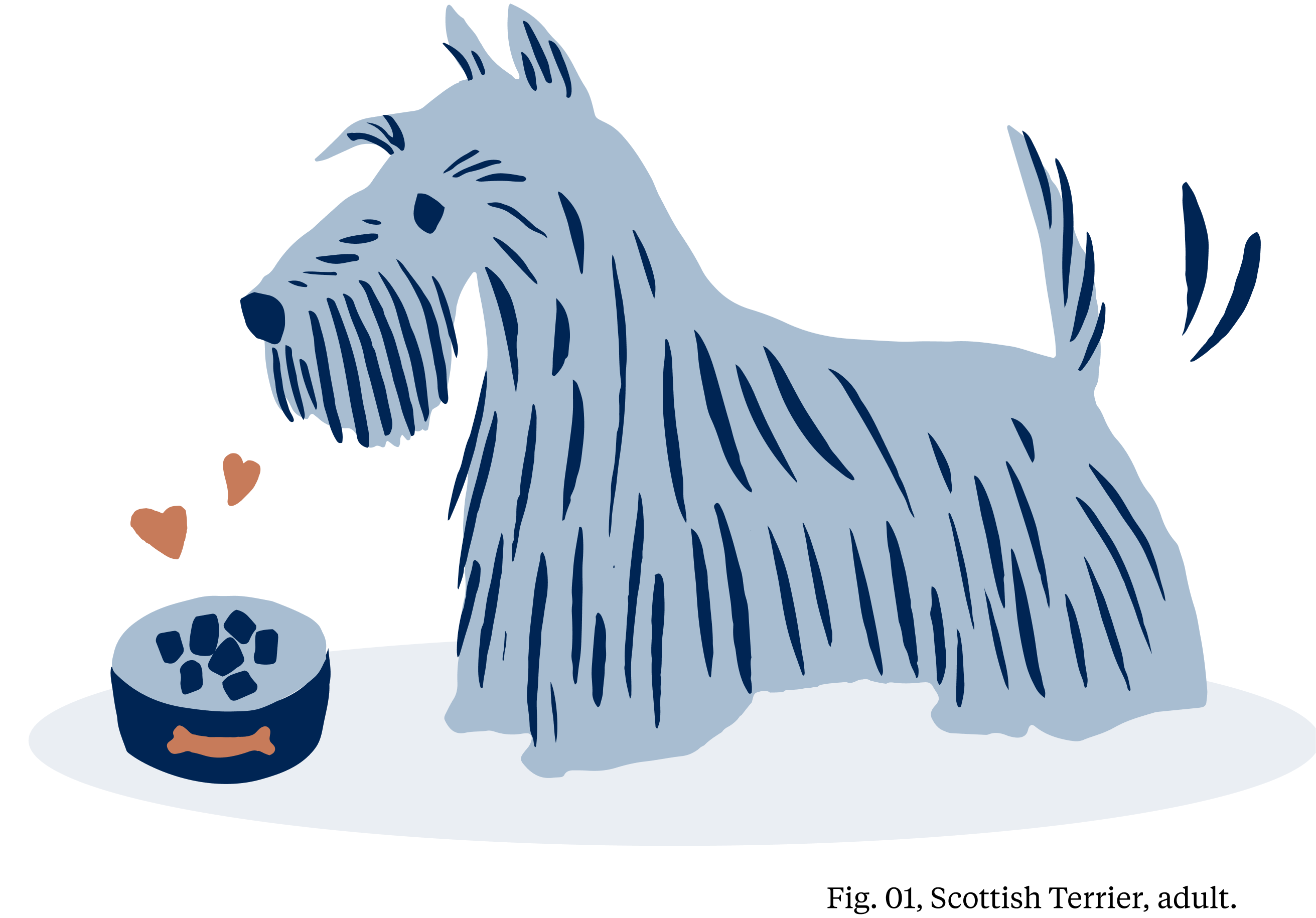 Scottish Terrier - Adult
