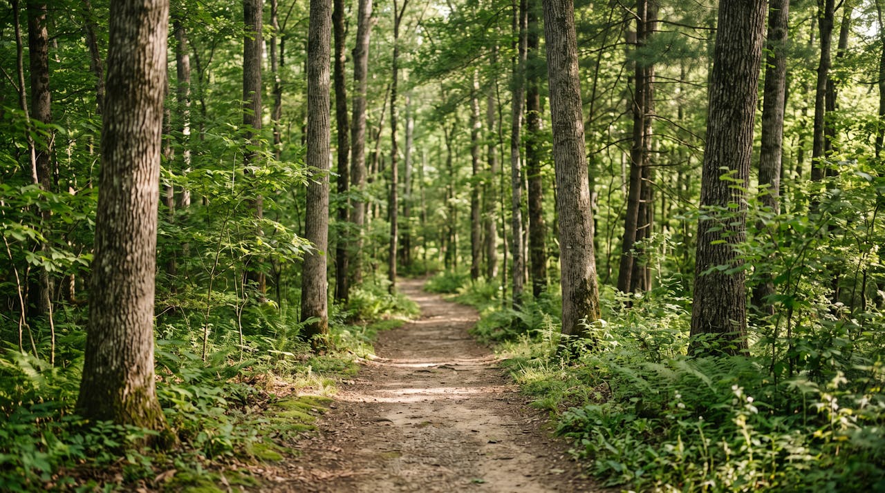 Wooded nature trail in Fairview Tennessee