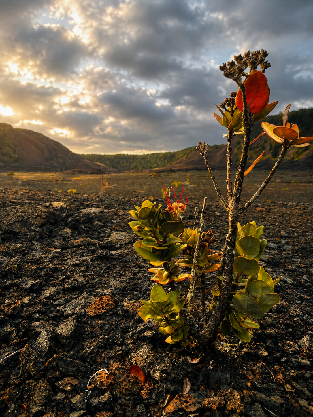 Native ohia lehua plant growing on the volcanic crater floor of Kilauea Iki at sunset.