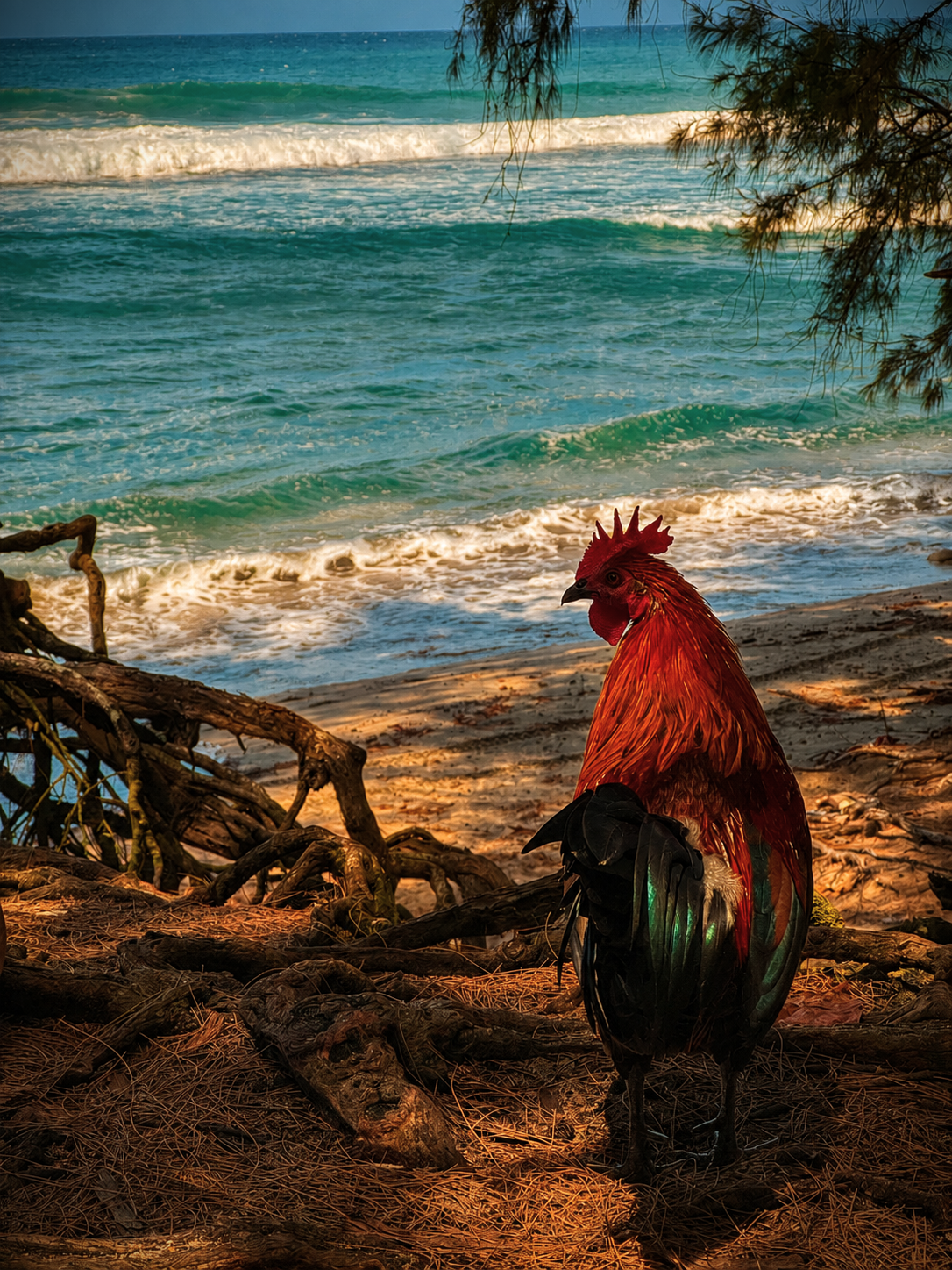 Rooster perched on driftwood roots overlooking turquoise beach waves on Kauai.