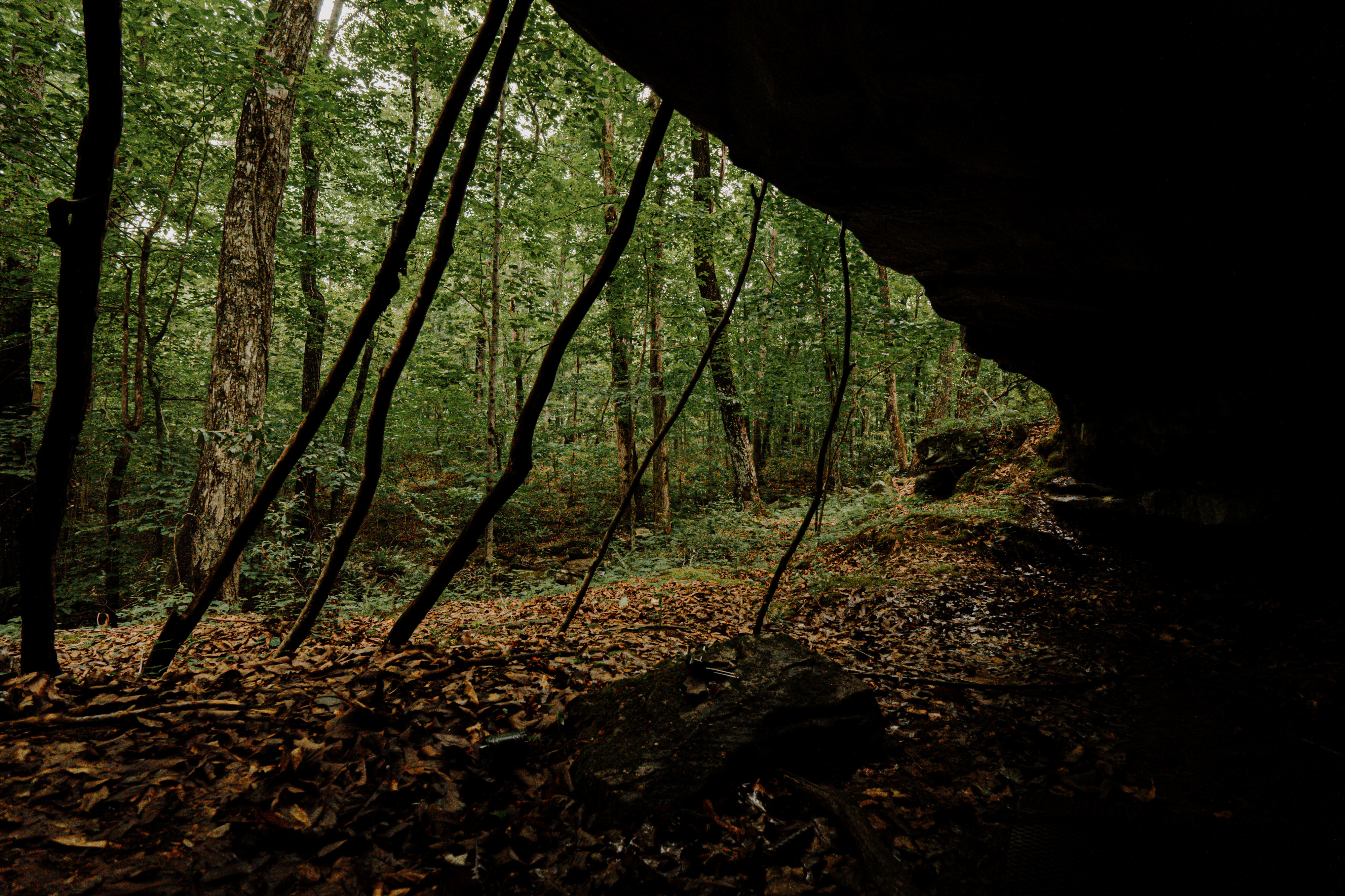 View from beneath a rock overhang looking out at the green forest along the Sleepy Hollow trail.